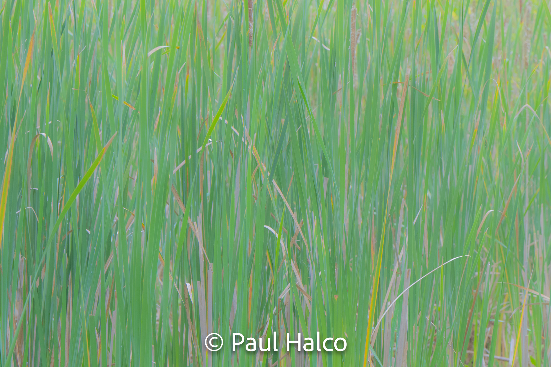 Paul Halco - Cuyahoga Valley NP-9